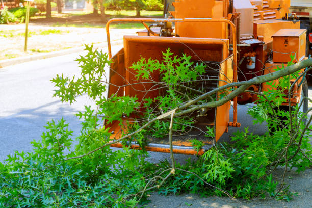 Best Dead Tree Removal  in USA